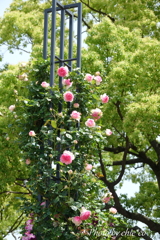 横浜 Rose Week-245