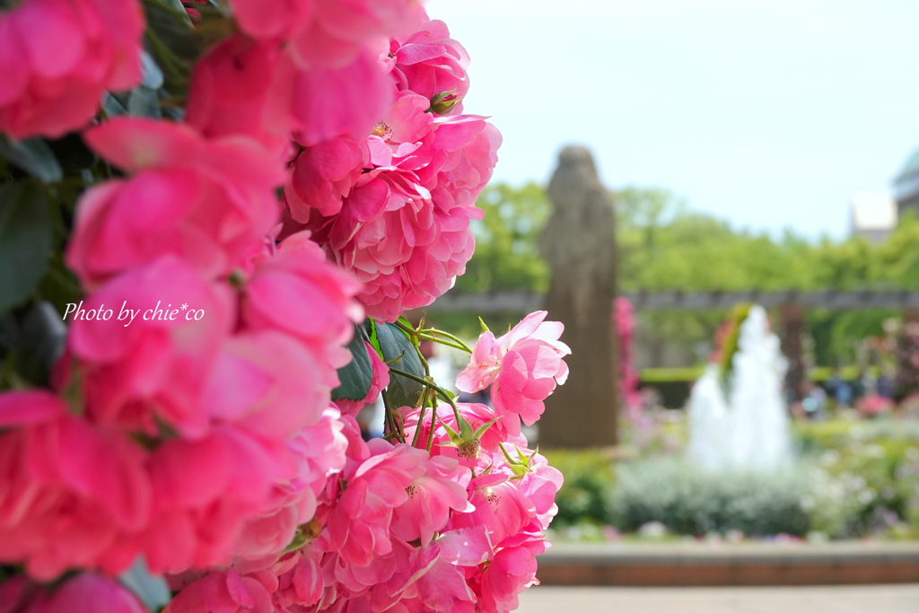 薔薇の咲く山下公園-219