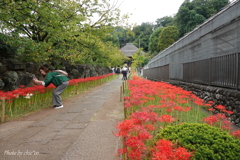 西方寺-159