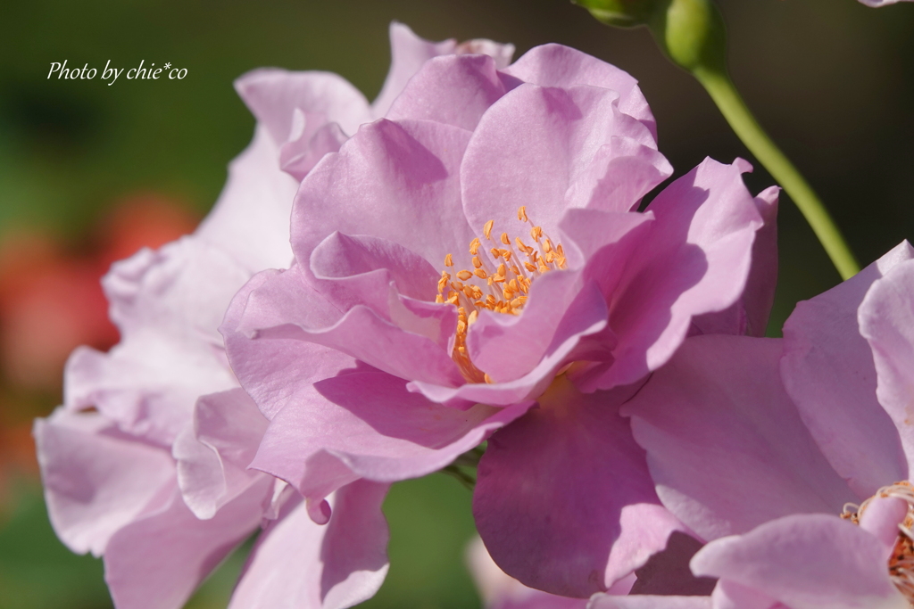 港の見える丘公園-169