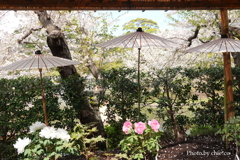 鎌倉～桜の季節-277