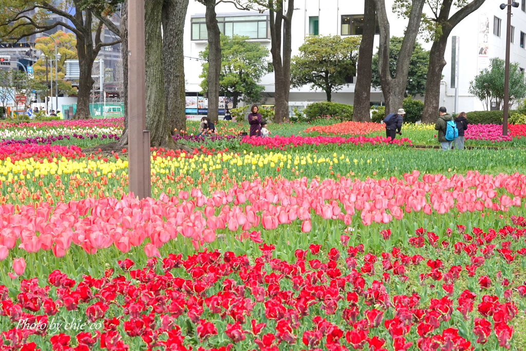 横浜公園-149