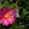 山茶花。。