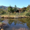 箱根湿生花園-271