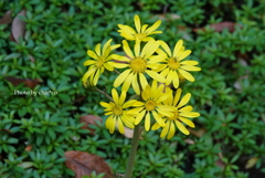 晩秋の横浜公園-007