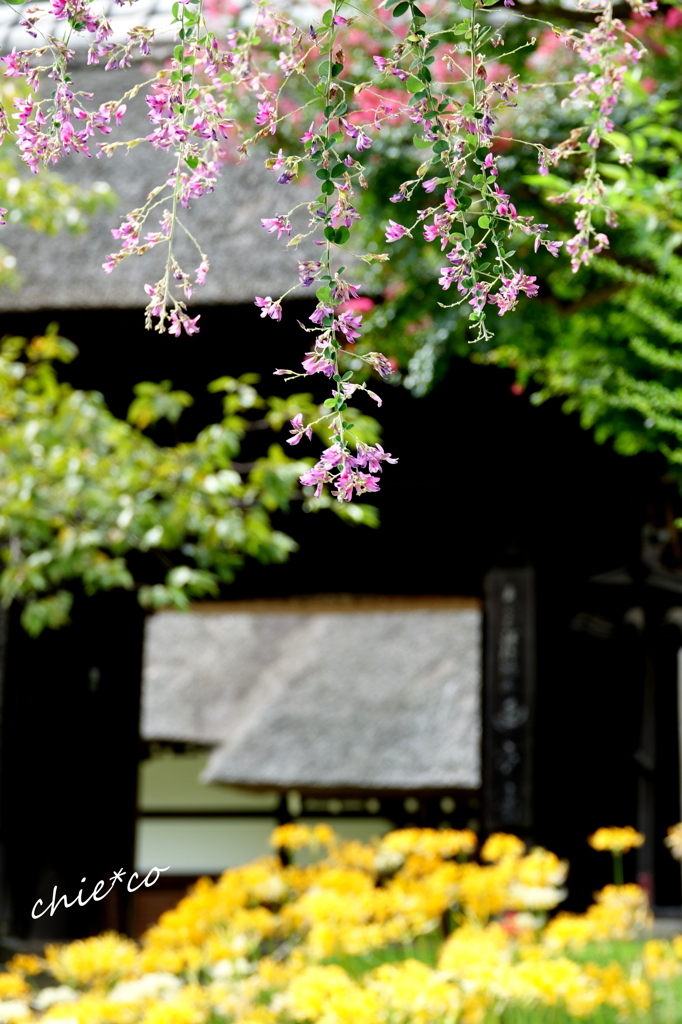 西方寺-175