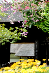 西方寺-175