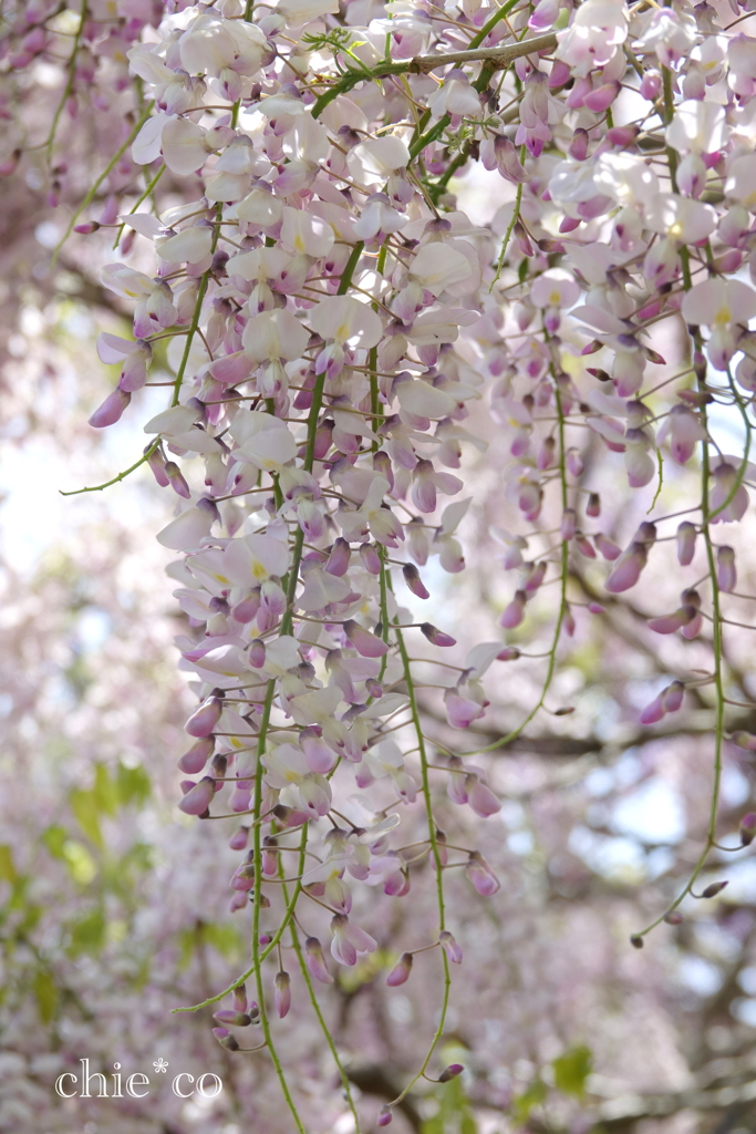 横須賀しょうぶ園-234