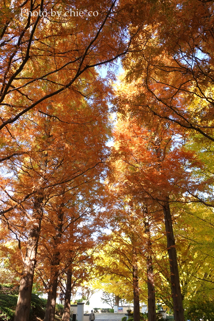 山手イタリア山庭園-168