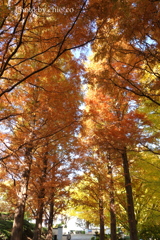 山手イタリア山庭園-168