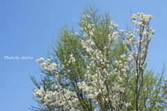 山手イタリア山庭園-108