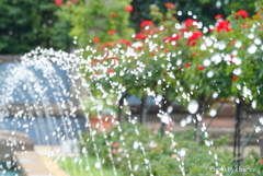 山手イタリア山庭園-141
