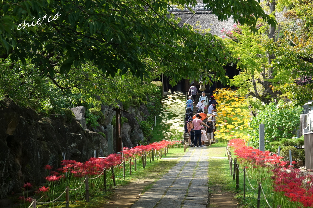 西方寺-193