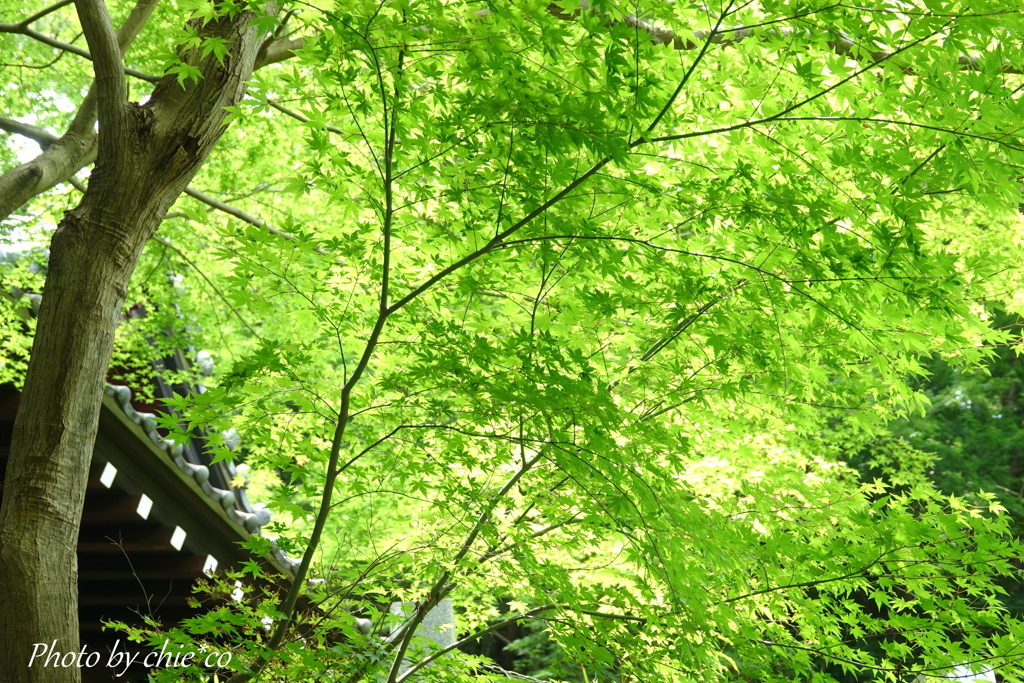 鎌倉-165