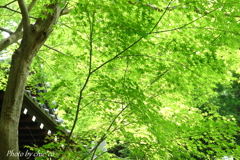 鎌倉-165