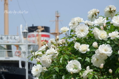 横浜 Rose Week-249