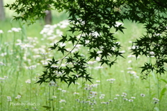 皇居東御苑-147