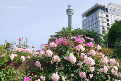 山下公園-104