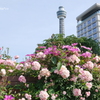 山下公園-104