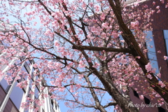 横浜関内の早咲き桜-112