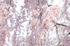 山下公園-152