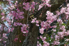 鎌倉-453