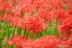 巾着田曼殊沙華公園-023