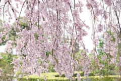 山下公園-161