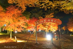 山中湖 紅葉ライトアップ-009