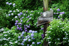 浄妙寺-235