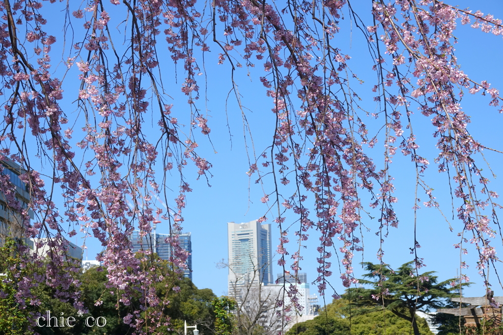山下公園-153