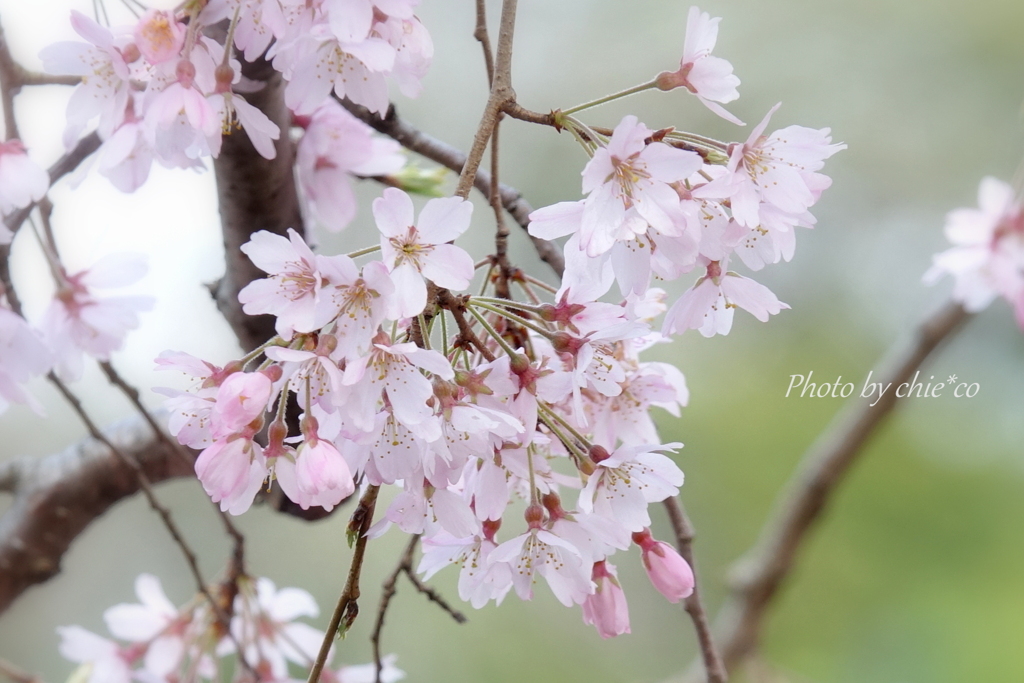 山下公園のしだれ桜-014