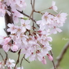 山下公園のしだれ桜-014
