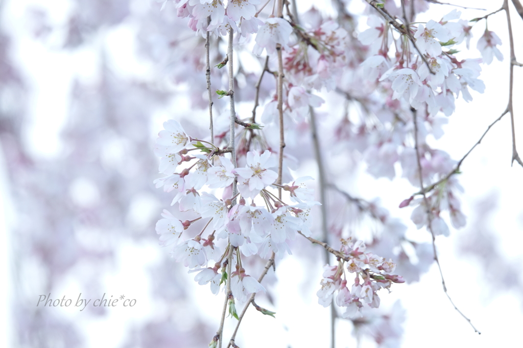 山下公園のしだれ桜-002