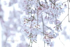 山下公園のしだれ桜-002