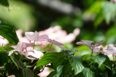 yamate-168