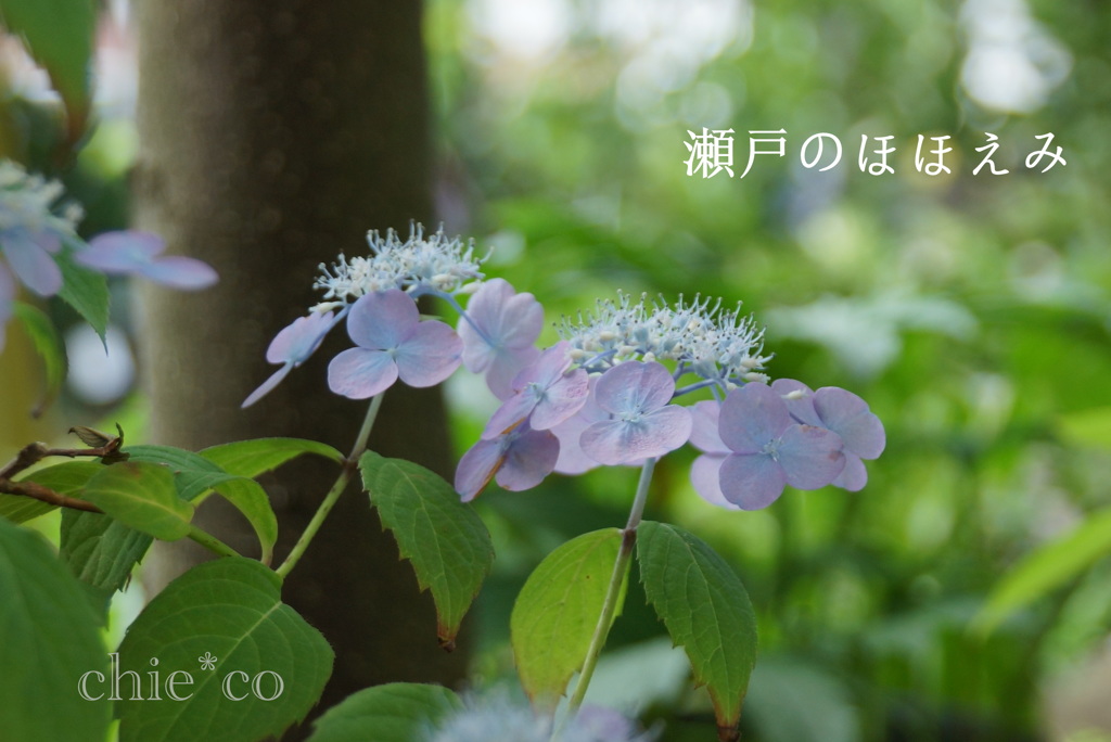 瀬戸神社～山あじさい-464
