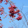 吾妻山公園-188
