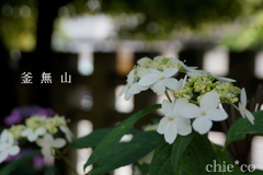 瀬戸神社～山あじさい-381