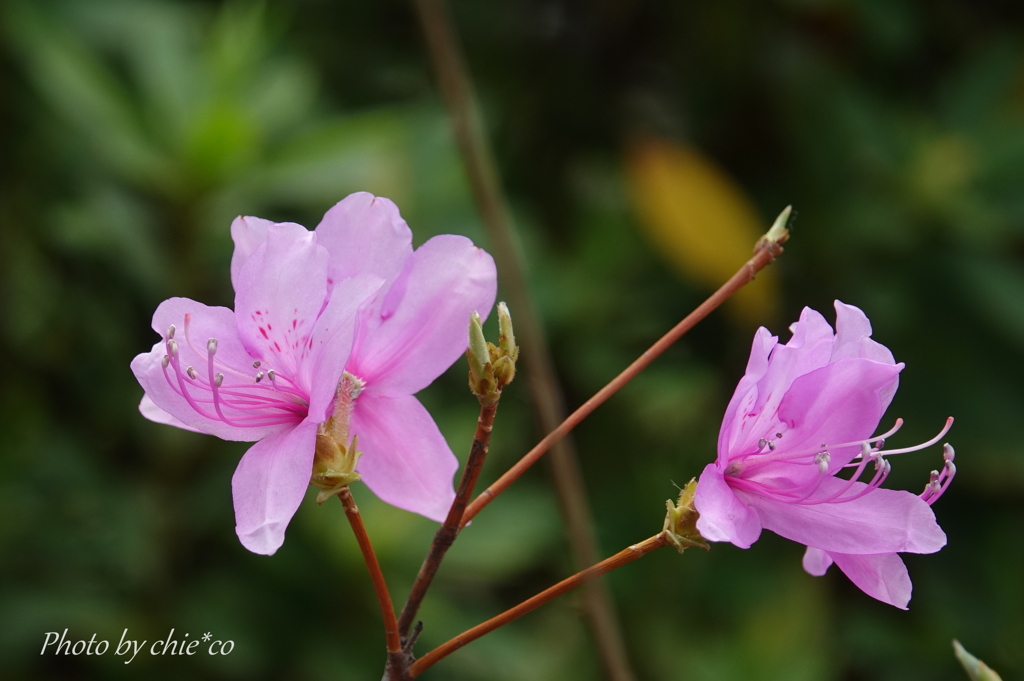 山下公園の花たち-003