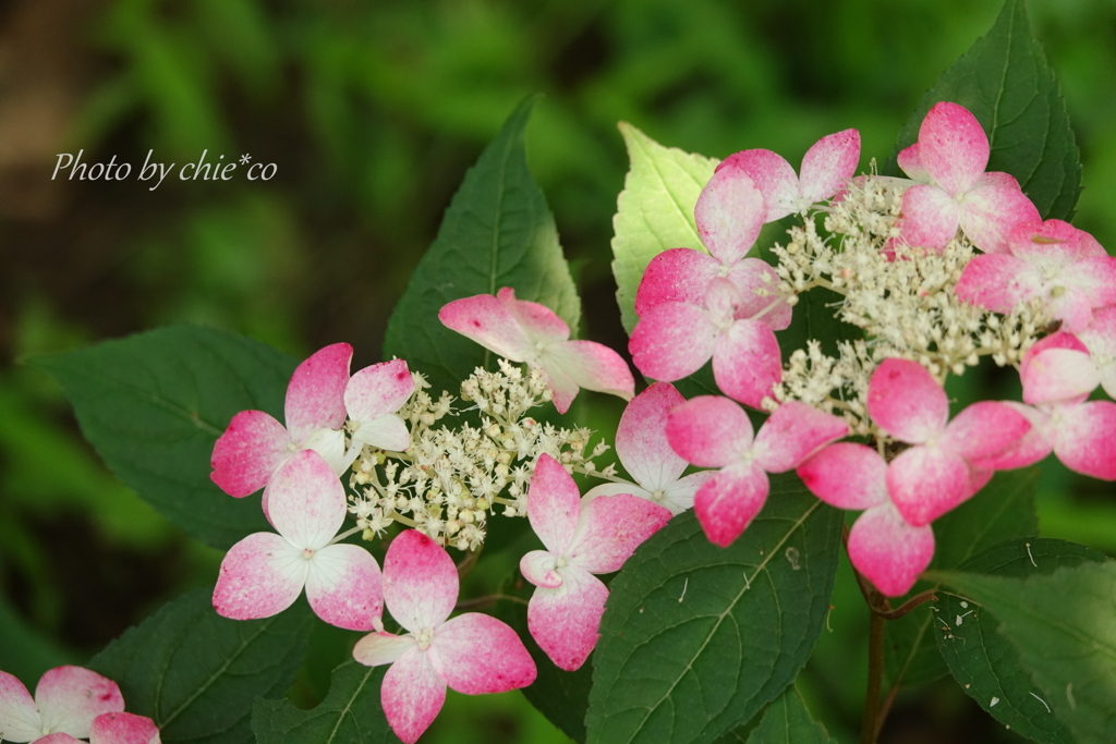 一条恵観山荘-309