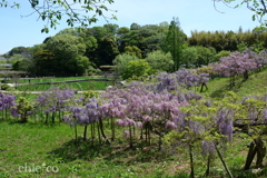 横須賀しょうぶ園-214