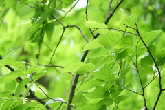 久良岐公園-151