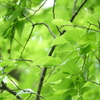 久良岐公園-151