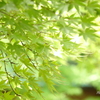 一条恵観山荘-186