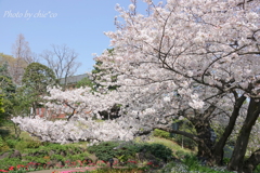横浜＊桜さんぽ-238