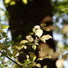 箱根湿生花園-046
