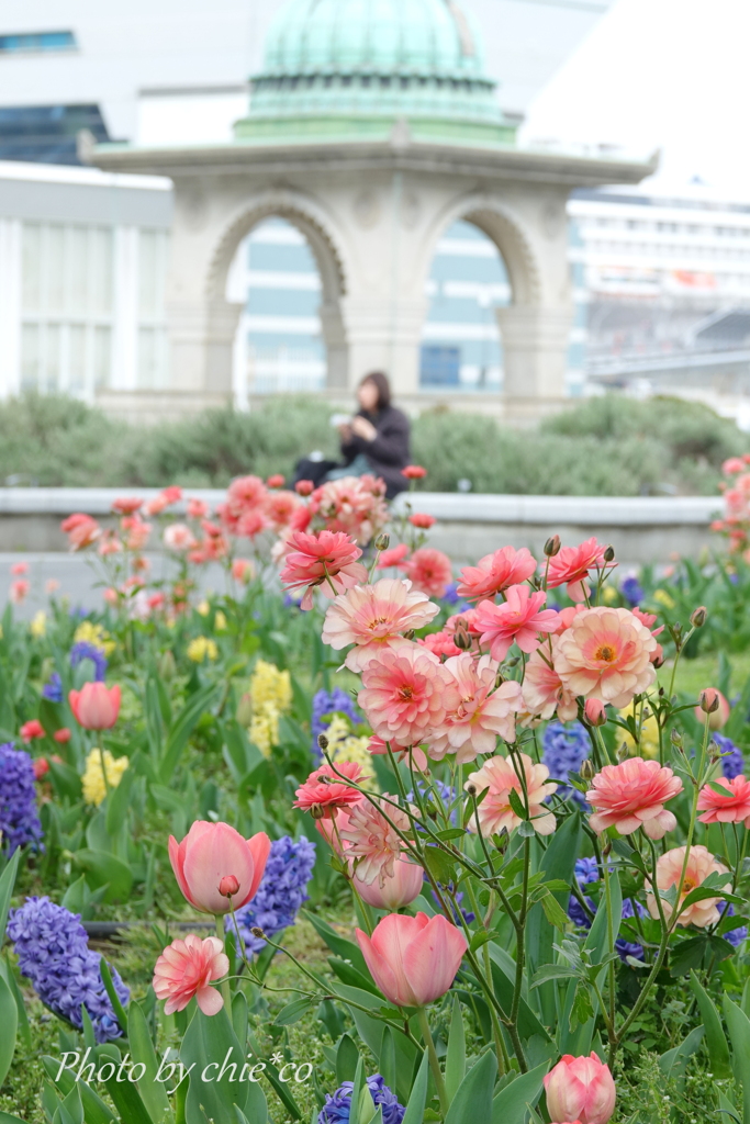 山下公園の花たち