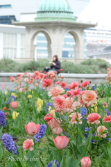 山下公園の花たち