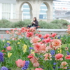 山下公園の花たち